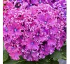 Гортензия крупнолистная Керле Спаркл Пурпл (Curly sparkle purple)  С2,5, 3 года